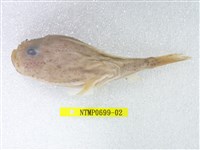 藏品(阿部單棘躄魚)的圖片